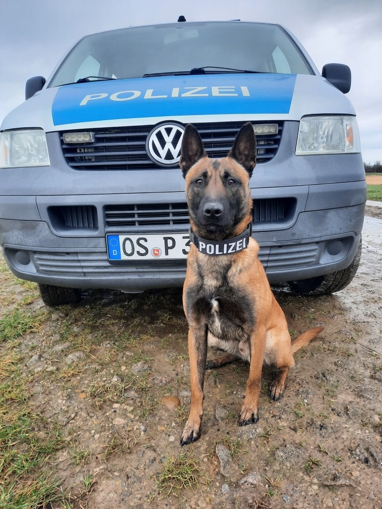 Spürhund Crixus