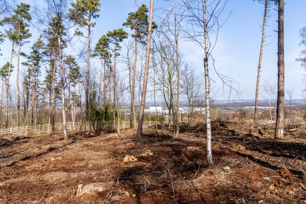 Lavera Waldprojekt 7500 neue Bäume für die Bantorfer Höh