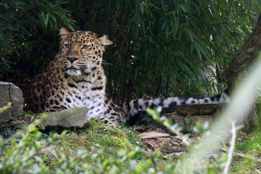 Amurleopard Katze Zima ® Zoo Olomouc