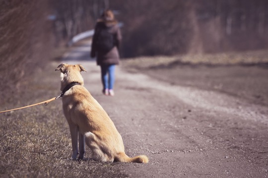 Hund allein alexas fotos dog 6063829