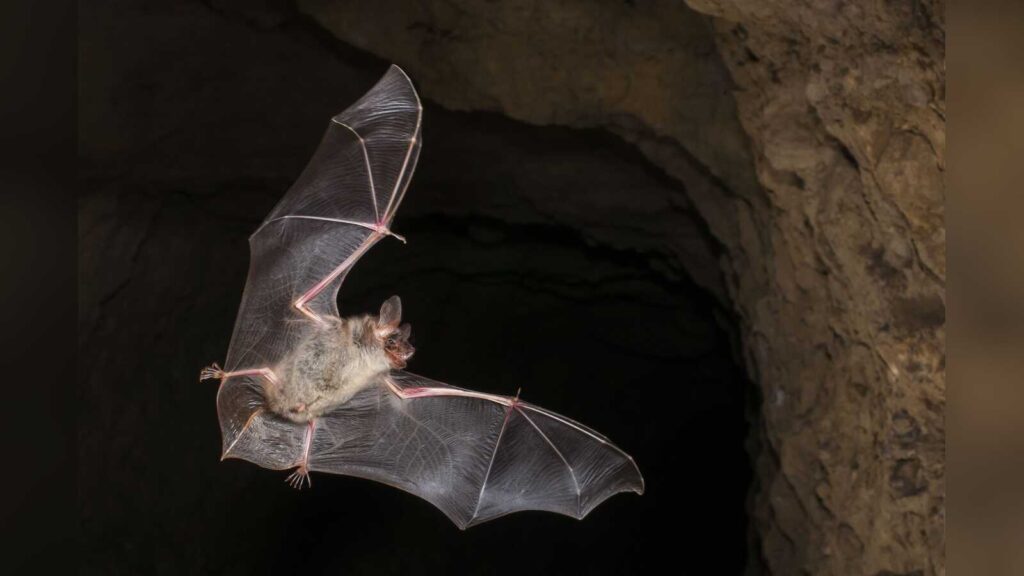 Fledermaus der Art Großes Mausohr