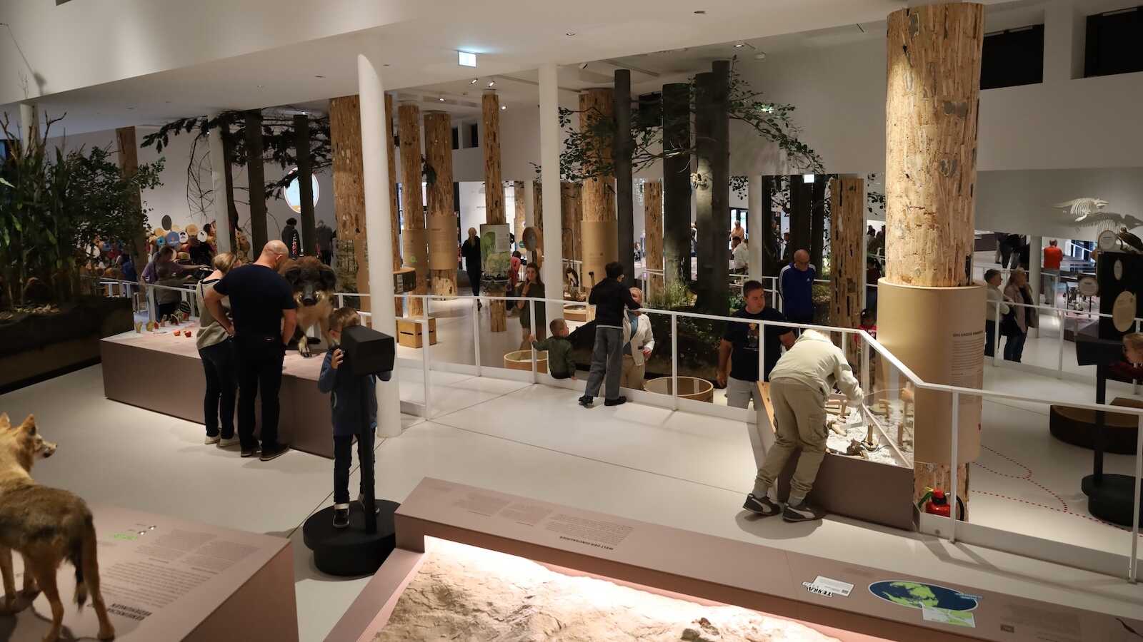 Projektion eines Kometen an der Kuppel des Planetariums am Schölerberg