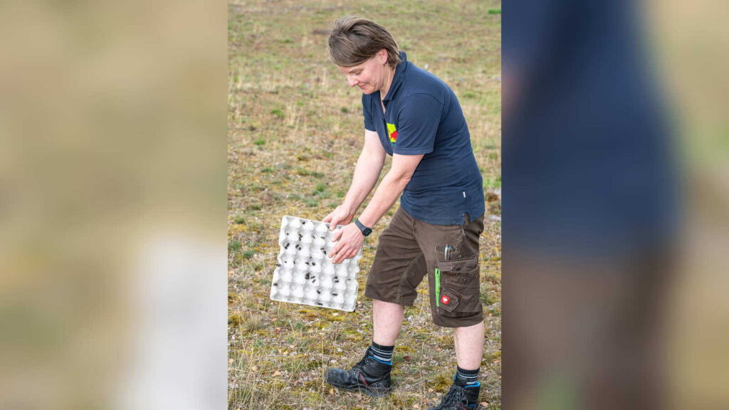 Tierpark-Mitarbeiterin Anne Linow bringt Feldgrillen im Naturschutzgebiet Tillenberge aus