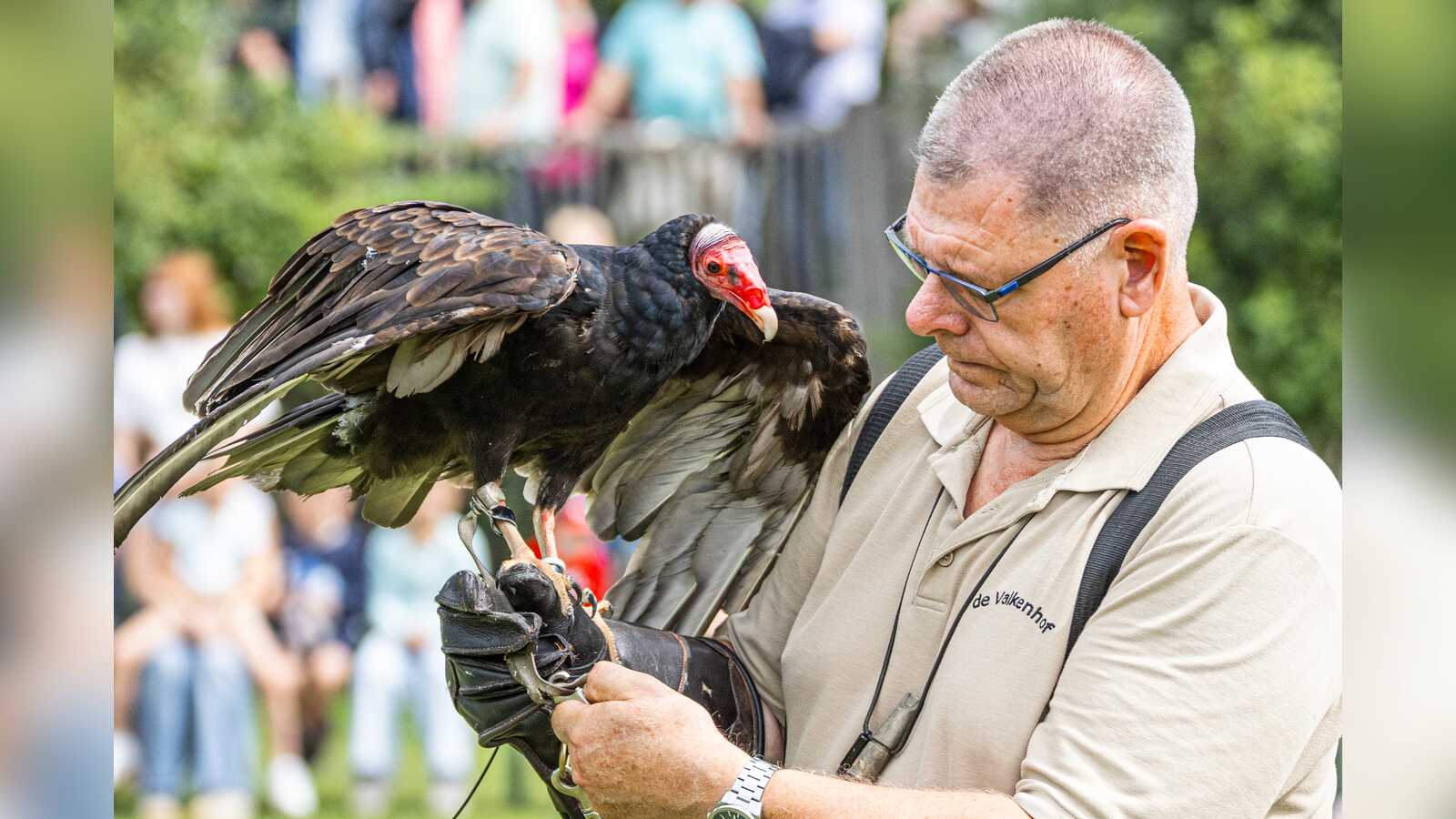 Falkner des Teams de Valkenhof haelt einen Truthahngeier auf dem Arm