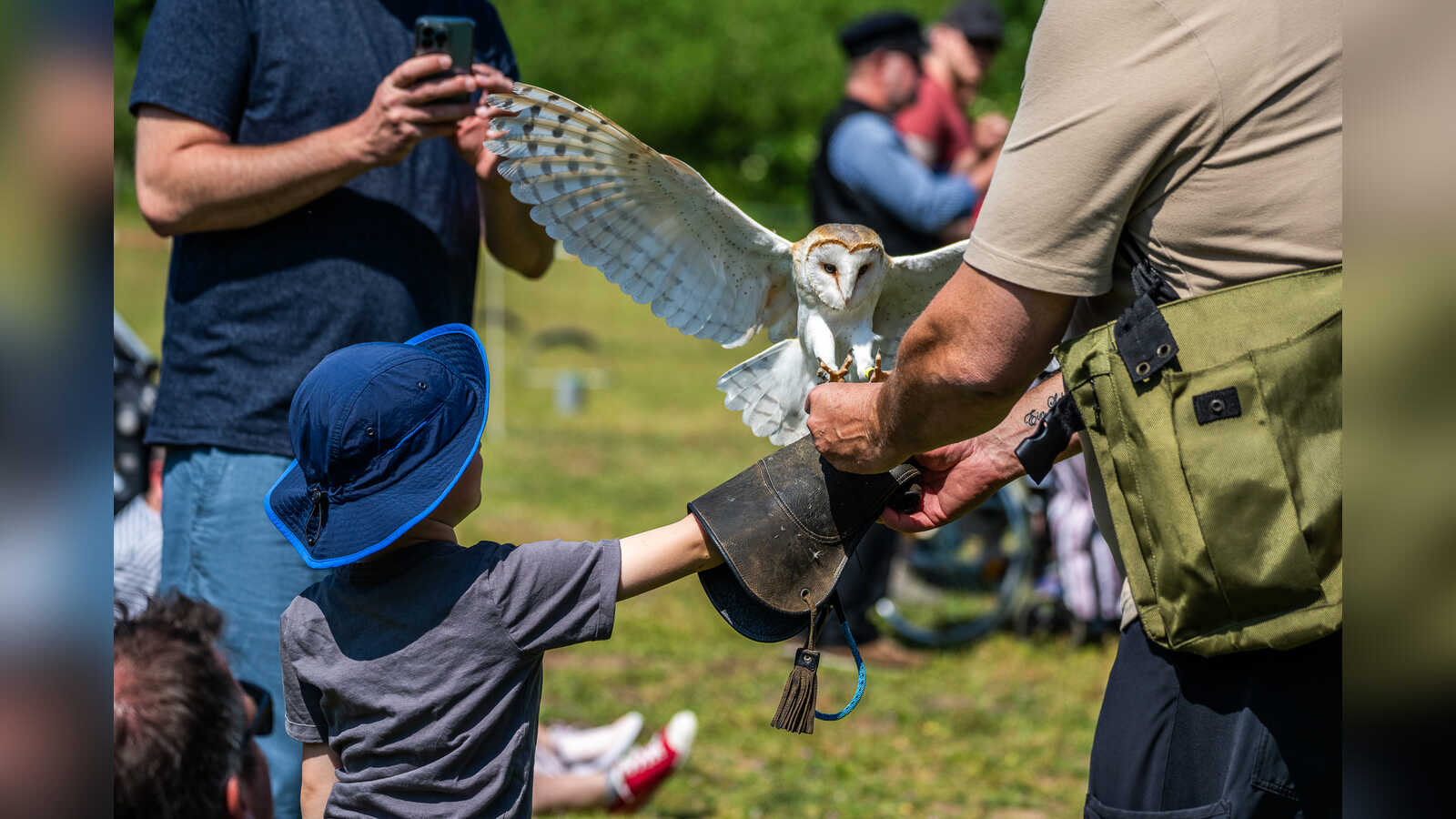 Schleiereule landet bei der Falknervorfuehrung auf dem Lederhandschuh eines Kindes
