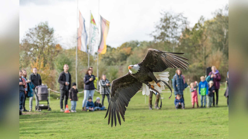 Weisskopfseeadler fliegt vor Zuschauern ueber die Vechtewiese im Tierpark Nordhorn