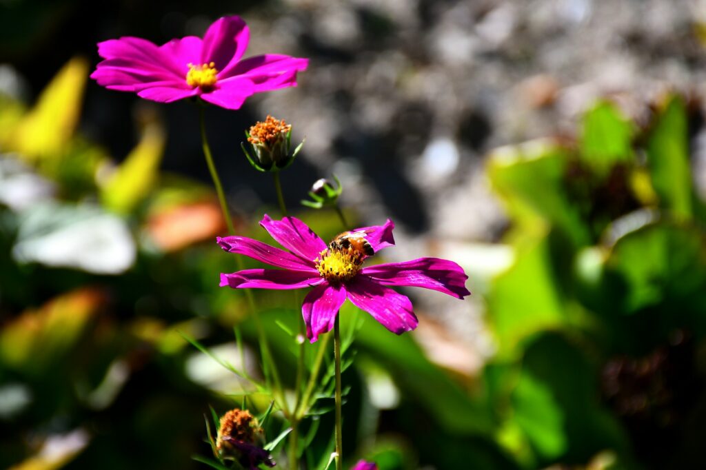 Biene sammelt Nektar auf einer rosa Blüte