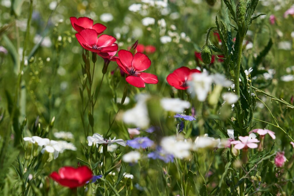Bunt blühende Wildblumenwiese im Sommer