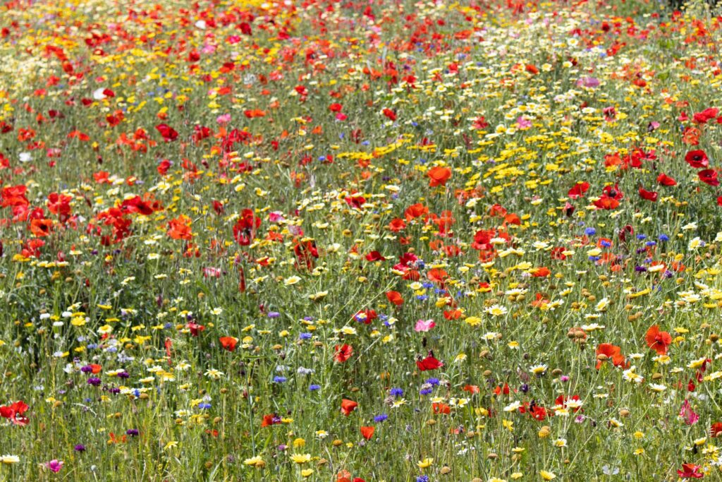 Sommerliches Feld mit blühenden Wildblumen