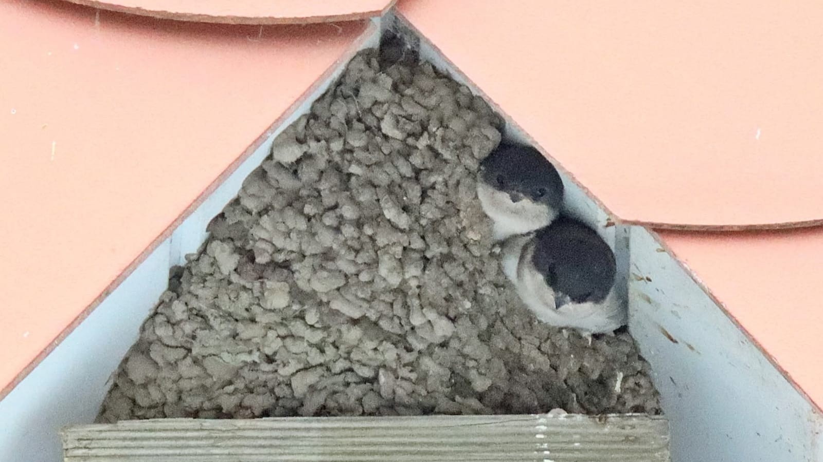 Schwalbennest am Wohnhaus von Annette Bethke in Haren-Emmeln