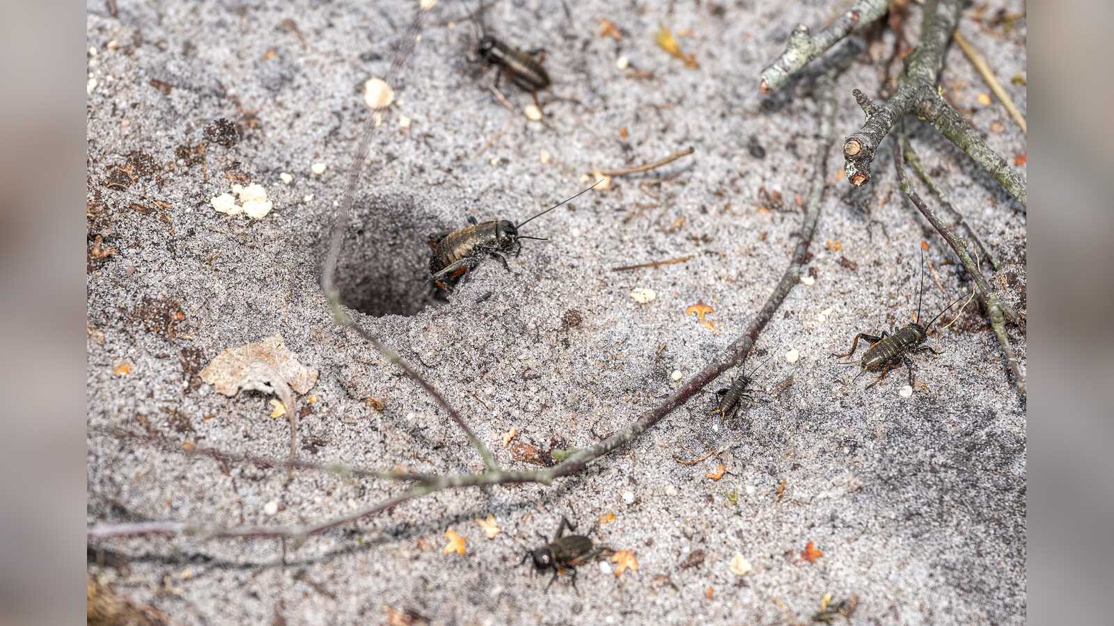 Feldgrillen an einem vorbereiteten Loch im Naturschutzgebiet Tillenberge