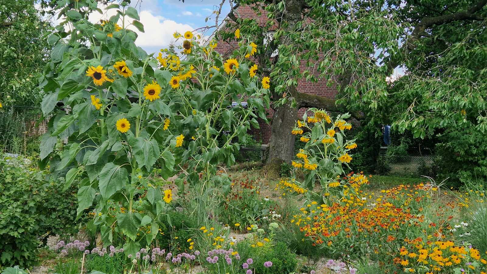 Begrünter Garten als Hitzeschutz