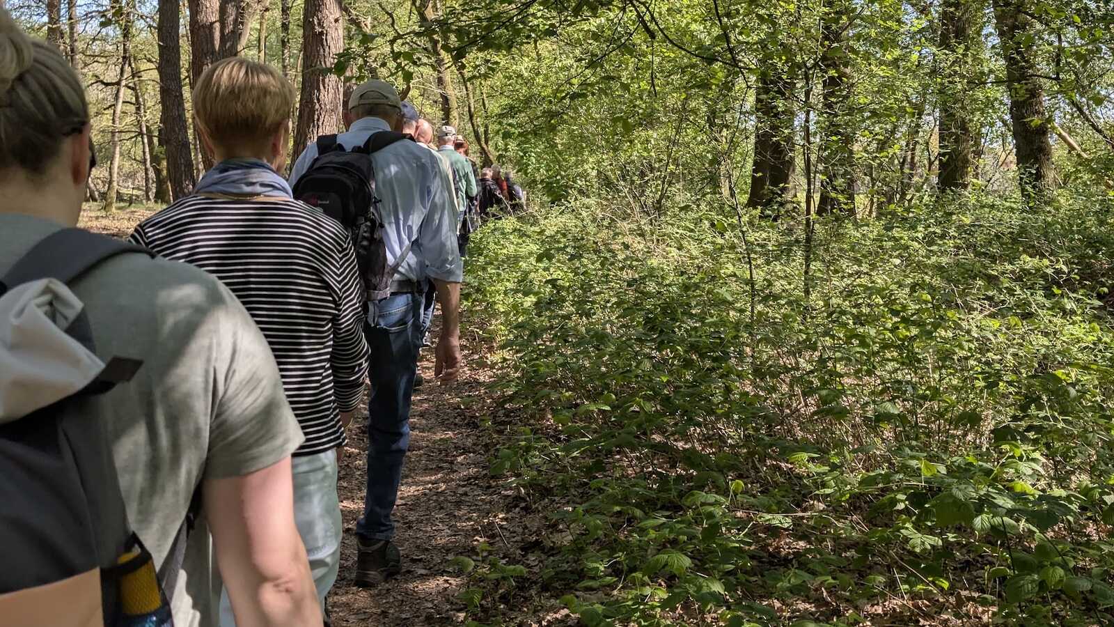 Mehrere Wanderinnen und Wanderer mit Rucksäcken auf einem Waldpfad im Frühling