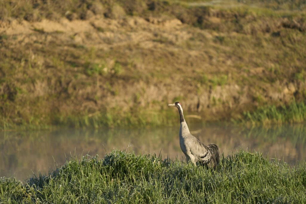 Kranich steht auf einer Wiese am Wasser