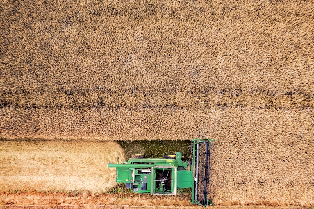 Mähdrescher bei der Ernte im ländlichen Emsland