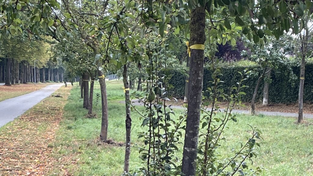 Obstbäume mit gelbem Band an der Loburger Straße in Coesfeld