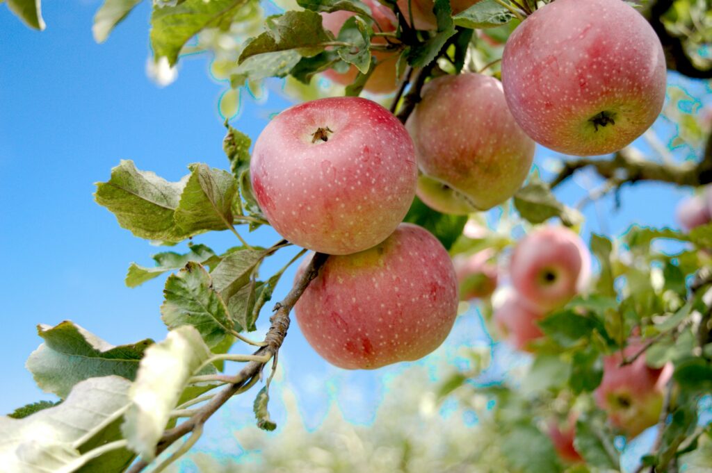 Rote Äpfel hängen an den Zweigen eines Apfelbaums