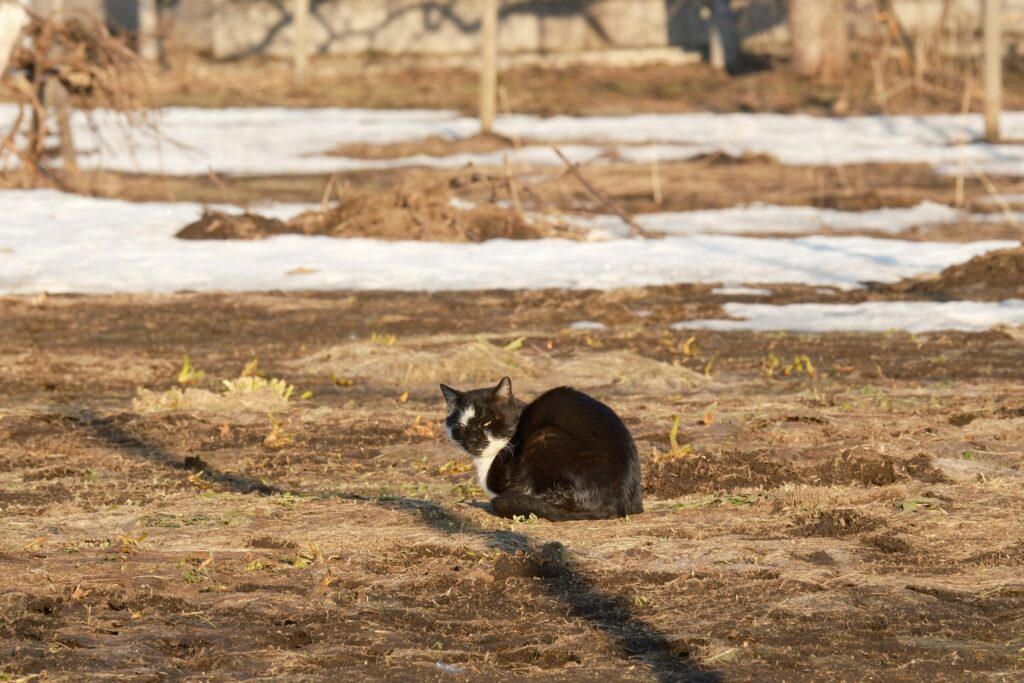 Schwarz-weiße Katze sitzt auf einer Wiese
