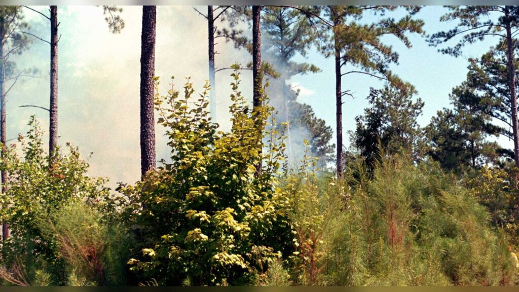 Symbolbild: Einsatzkräfte bekämpfen einen Waldbrand, Rauch steigt zwischen den Bäumen auf