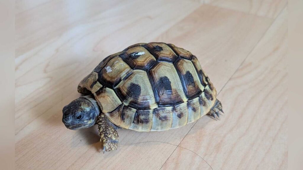 Kleine Landschildkröte, seitlich fotografiert, gefunden in Lingen