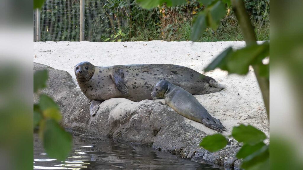 Seehund-Jungtier von Mutter Lotte im Tierpark Nordhorn