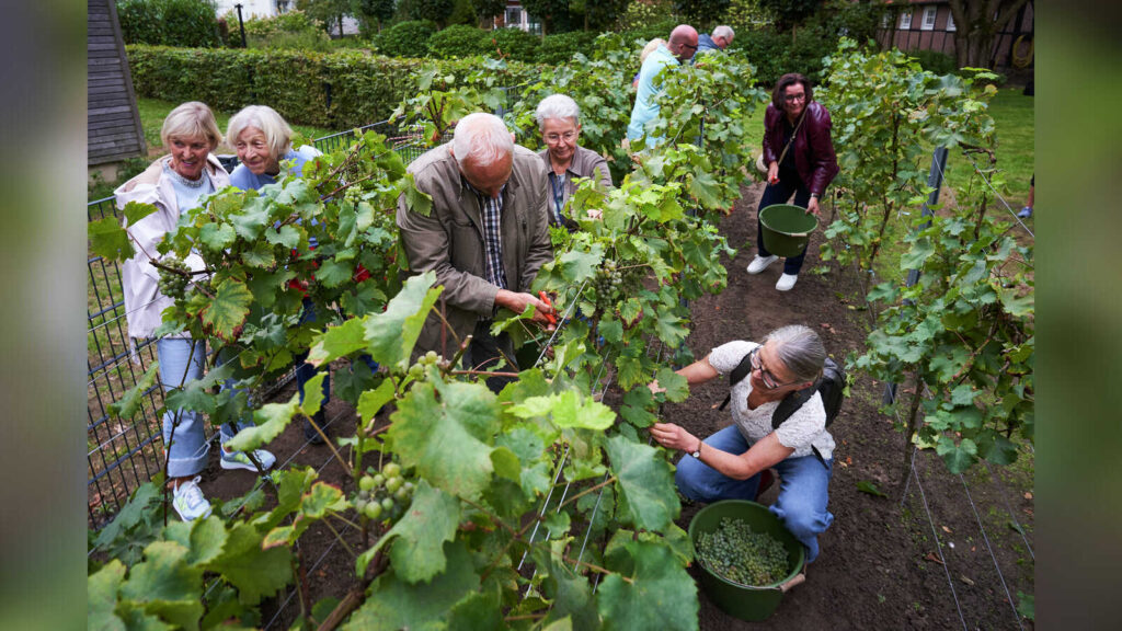 Mehr als 70 Helferinnen und Helfer ernten gemeinsam die Trauben im Weinberg des Ludwig-Windthorst-Hauses