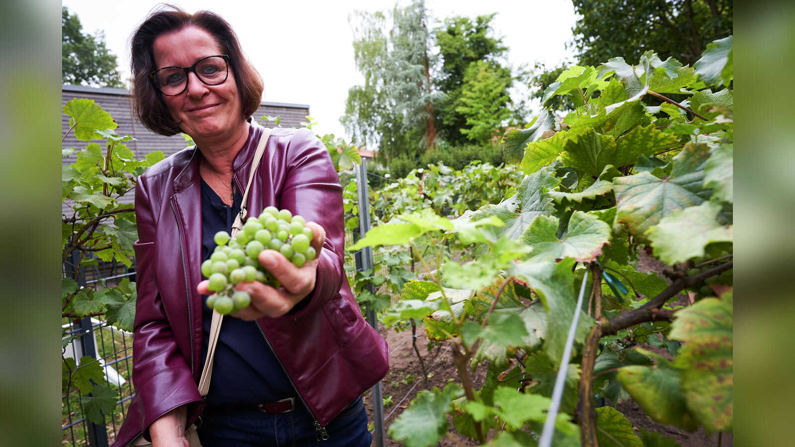 Eine Helferin zeigt eine Traube der Rebsorte Sauvignac bei der Weinlese in Lingen