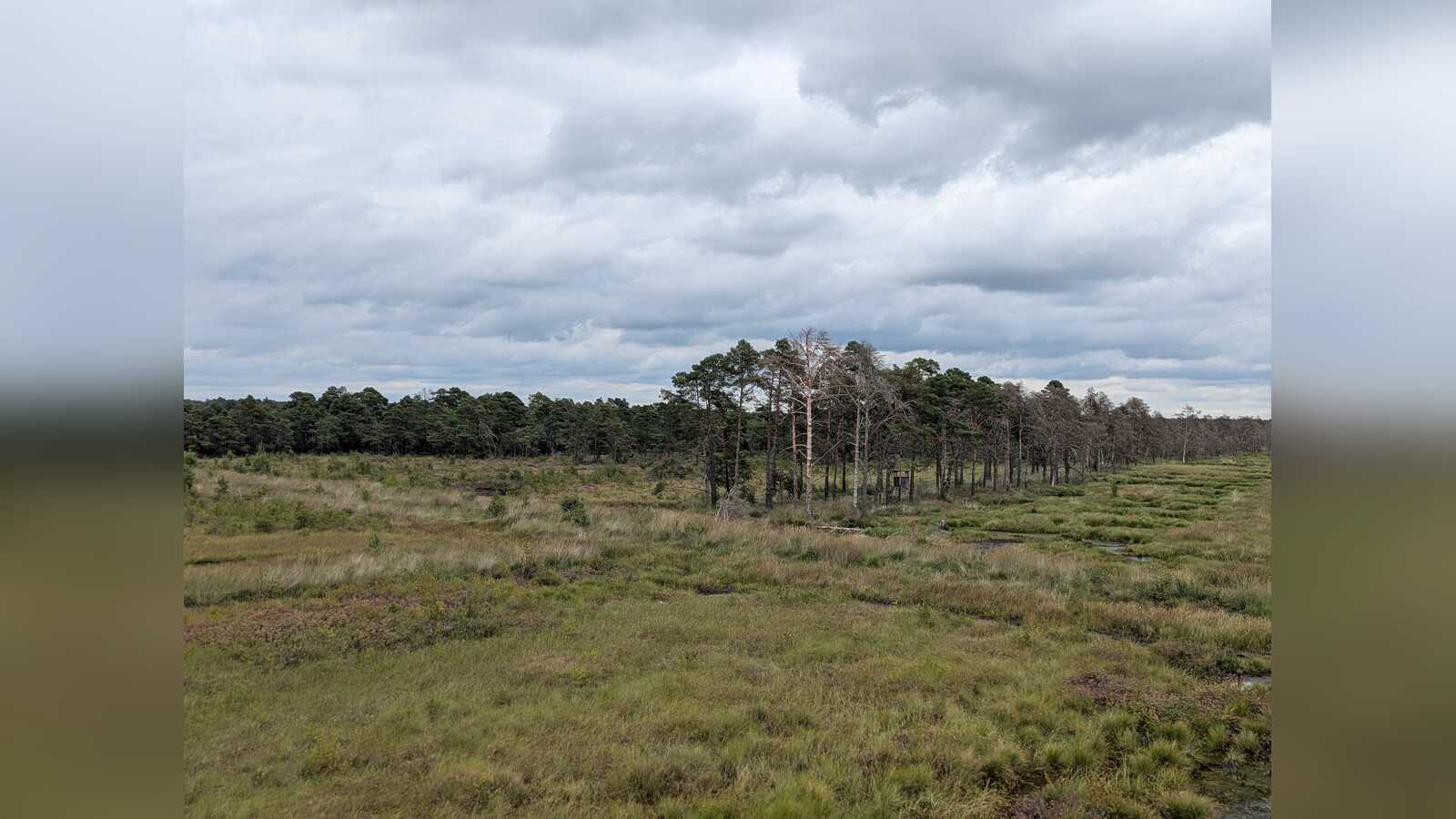 Blick über das Bissendorfer Moor, eines der am besten erhaltenen Hochmoore Niedersachsens