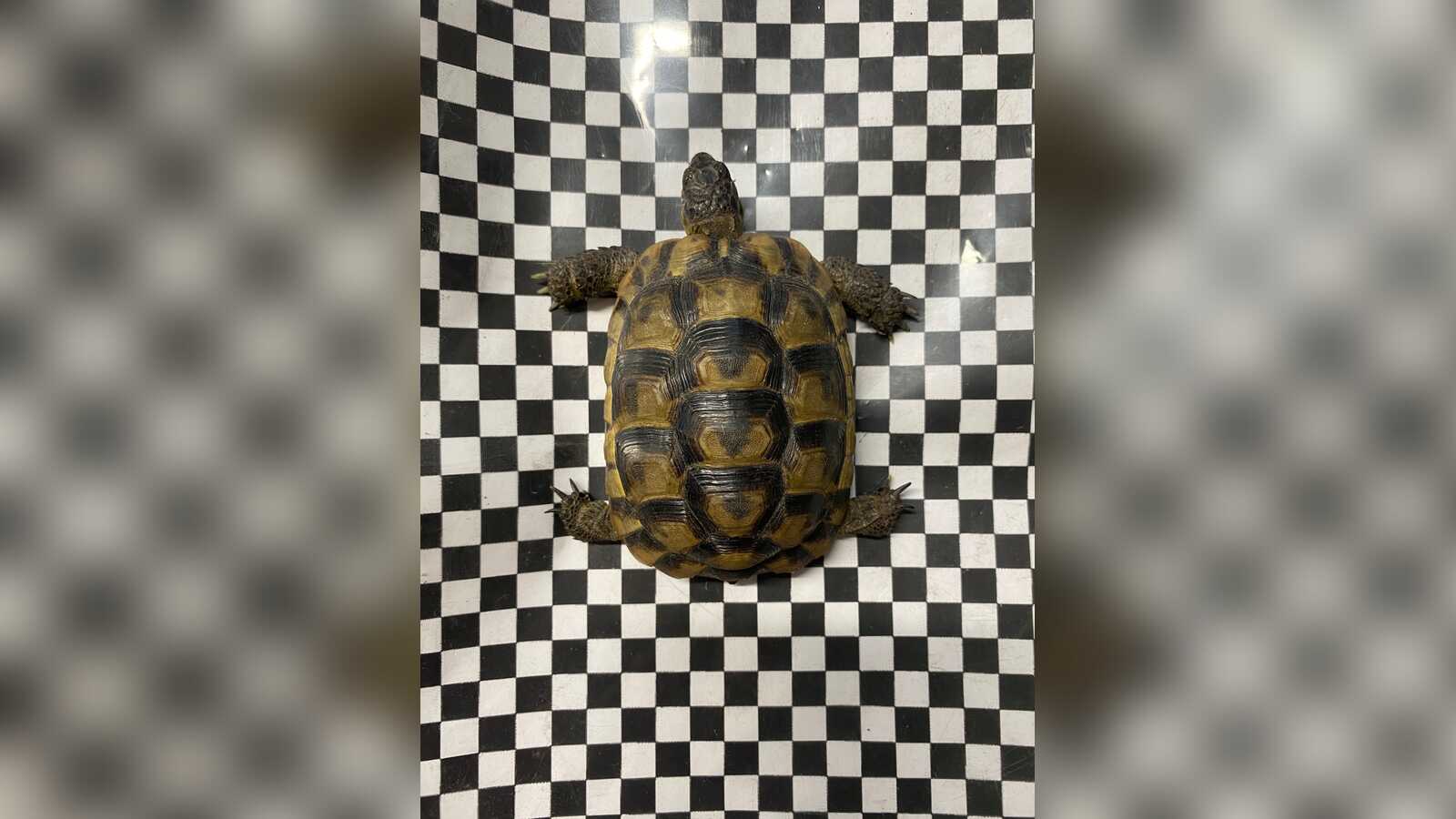 Kleine Landschildkröte, gefunden auf einer Straße in Nordhorn
