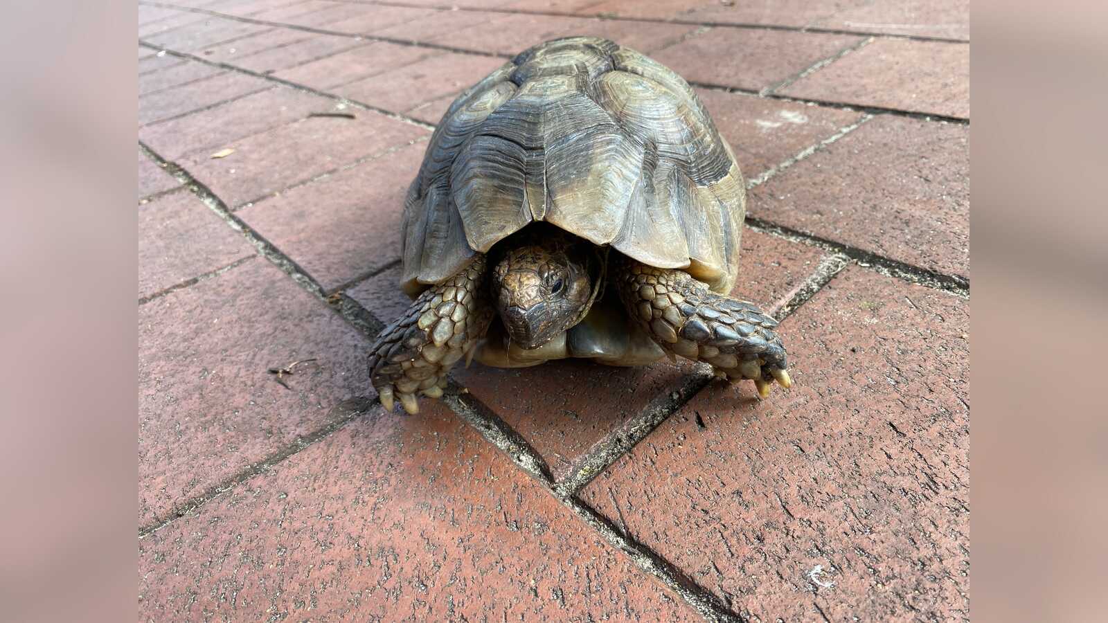 Große Breitrandschildkröte, gefunden im Bereich des Tierparks Nordhorn