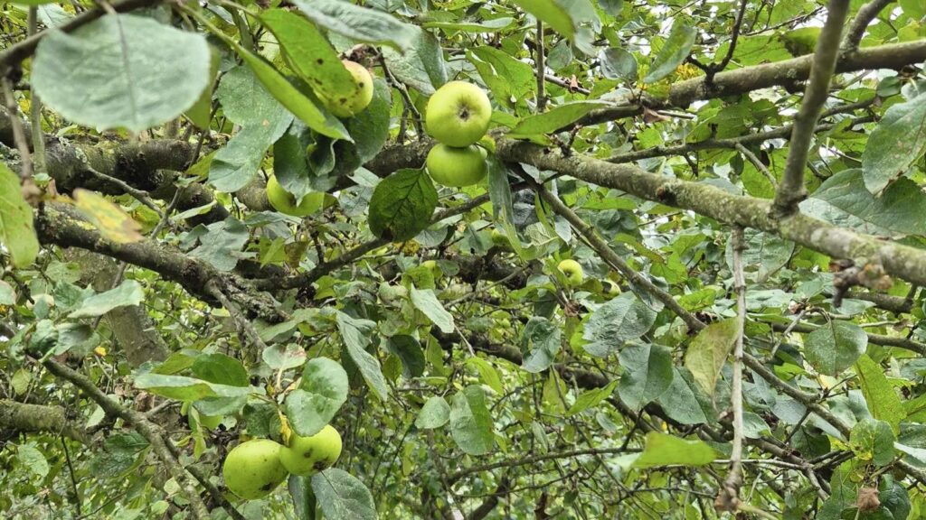 Apfelbaum, Symbolbild zur Klima-Baum-Aktion der Stadt Nordhorn