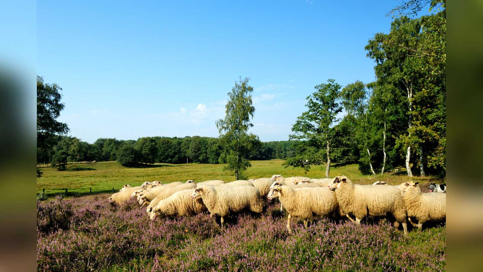 Herde Bentheimer Landschafe grast in der blühenden Heide