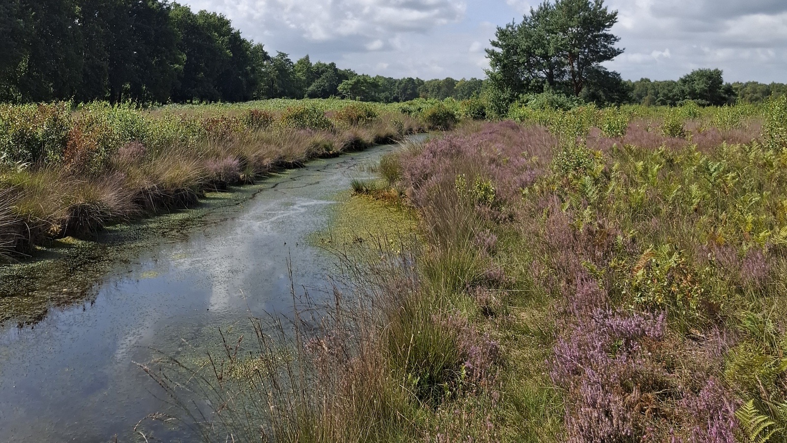 Blühende Heide entlang eines Moorgrabens im Emsland Moormuseum