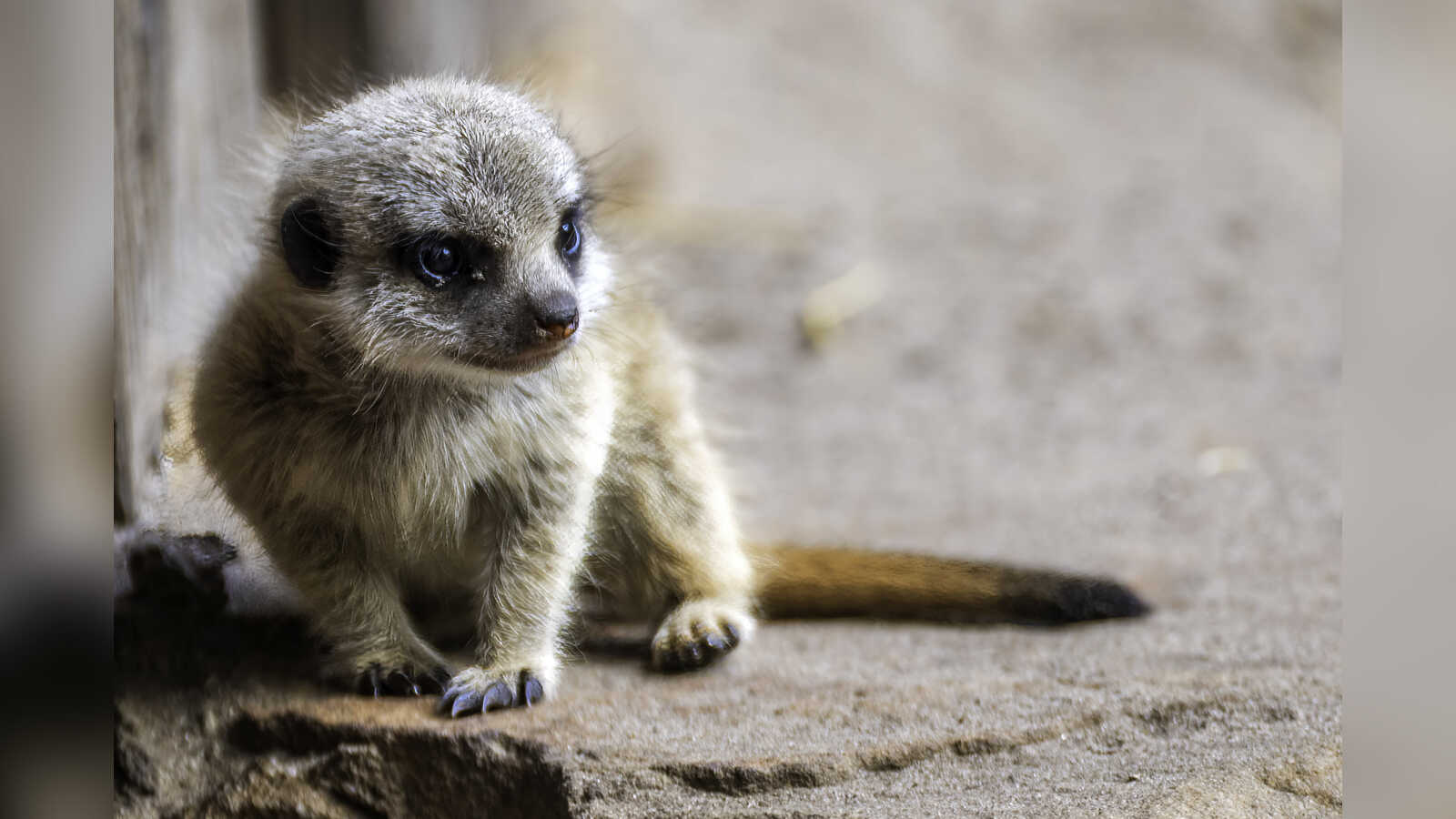 Vierfacher Erdmännchen-Nachwuchs in der Anlage im Tierpark Nordhorn
