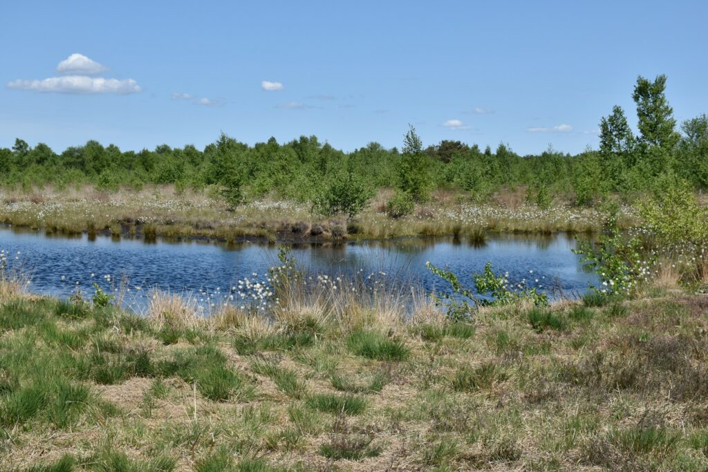 Moorlandschaft mit Heideflächen (Symbolbild)
