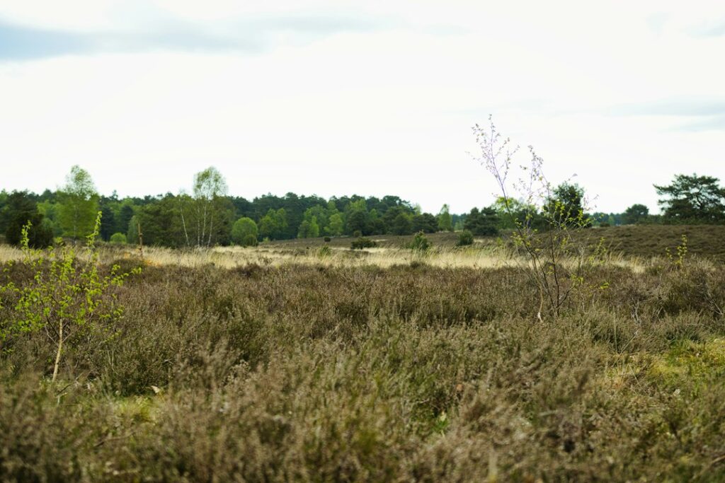 Symbolbild: Weite Heide- und Moorlandschaft