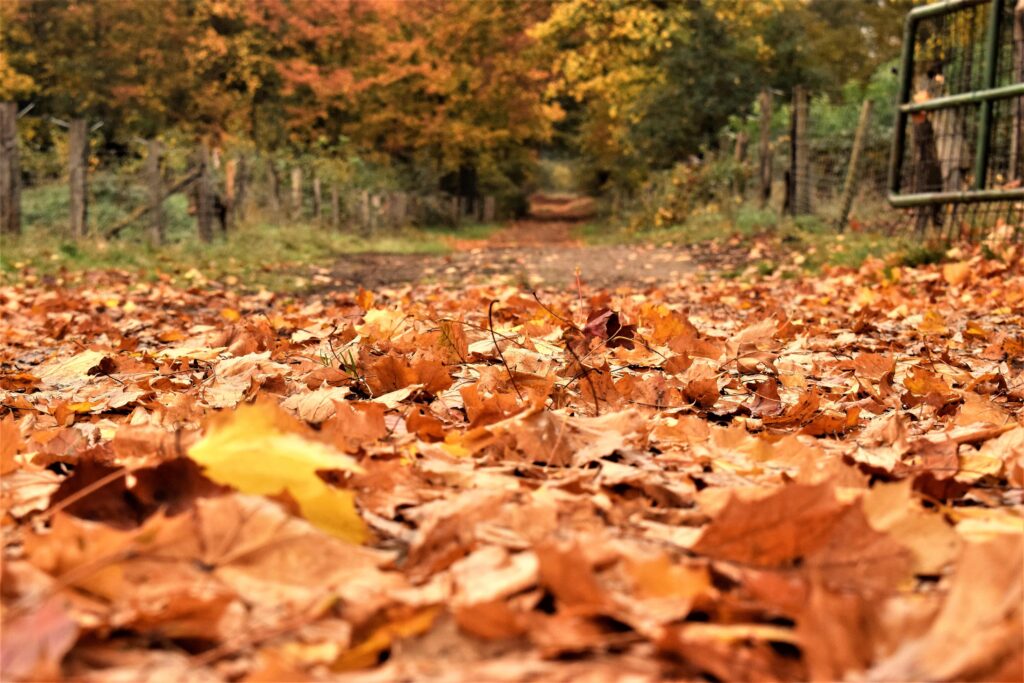 Herbstlicher Blick in den Wacholderhain Bardel bei Bad Bentheim
