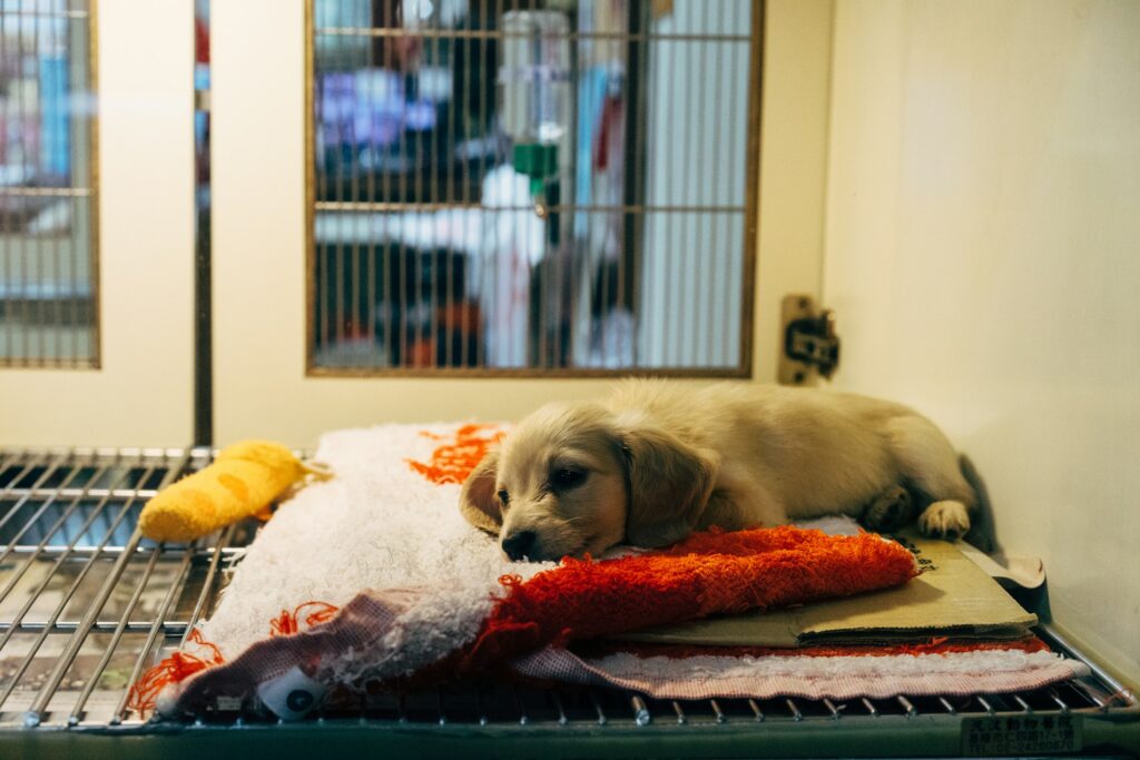 Junger Hund, Symbolbild für Tierheime und Wildtierauffangstationen