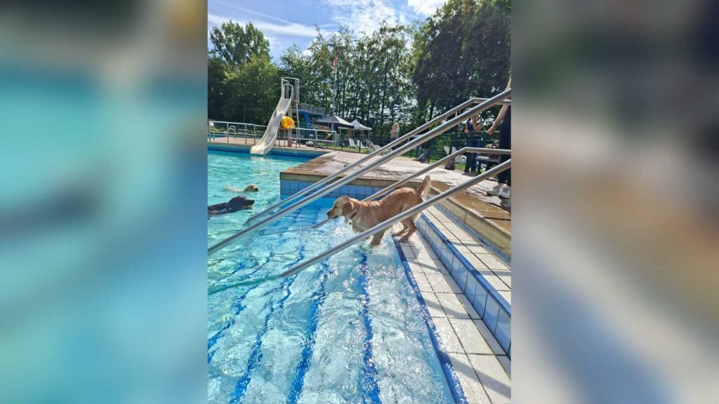 Hunde und ihre Besitzer beim Hundeschwimmen im Freibad