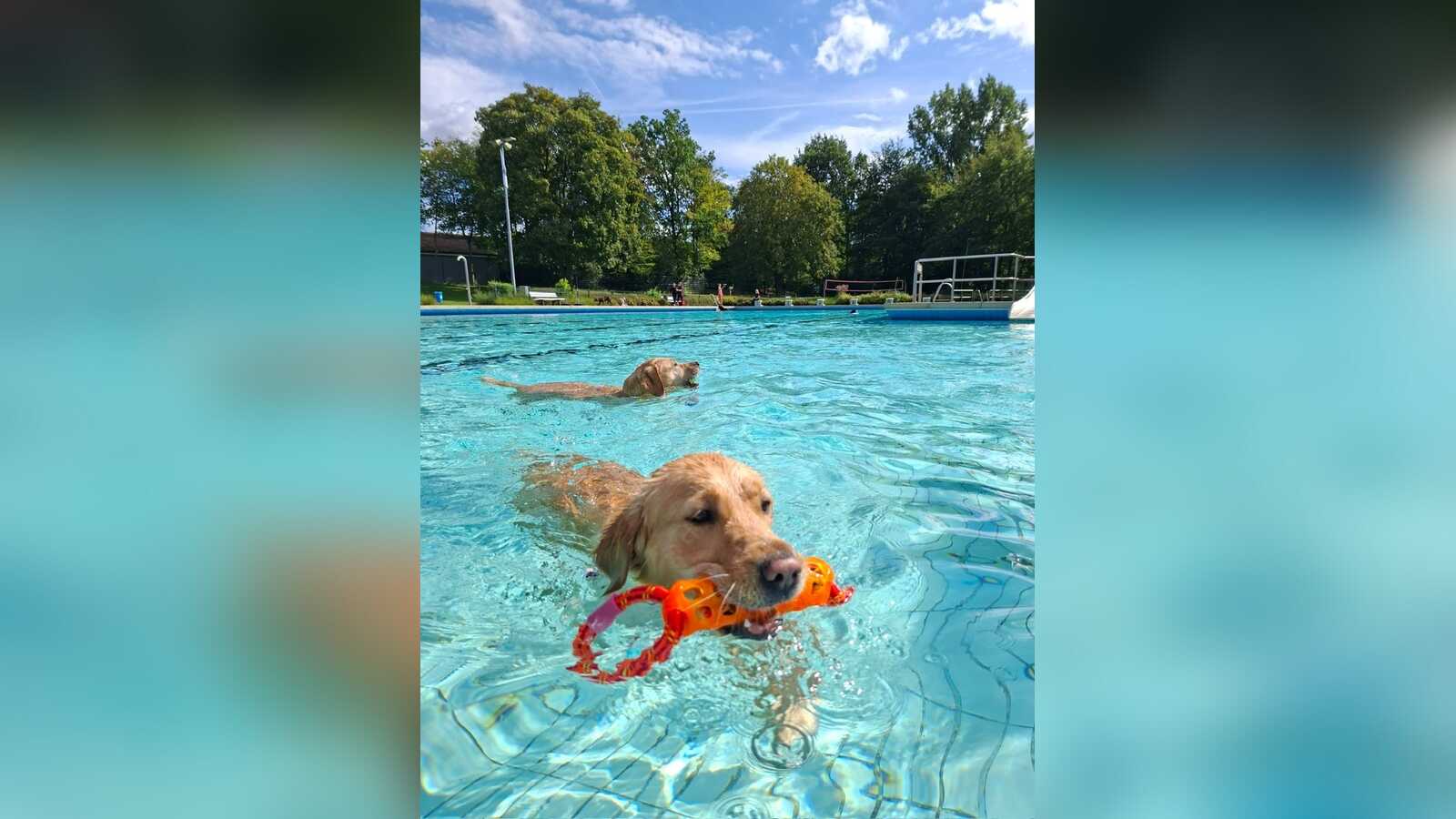 Hundeschwimmen im Freibad der Gemeinde Steinfeld (Oldb)