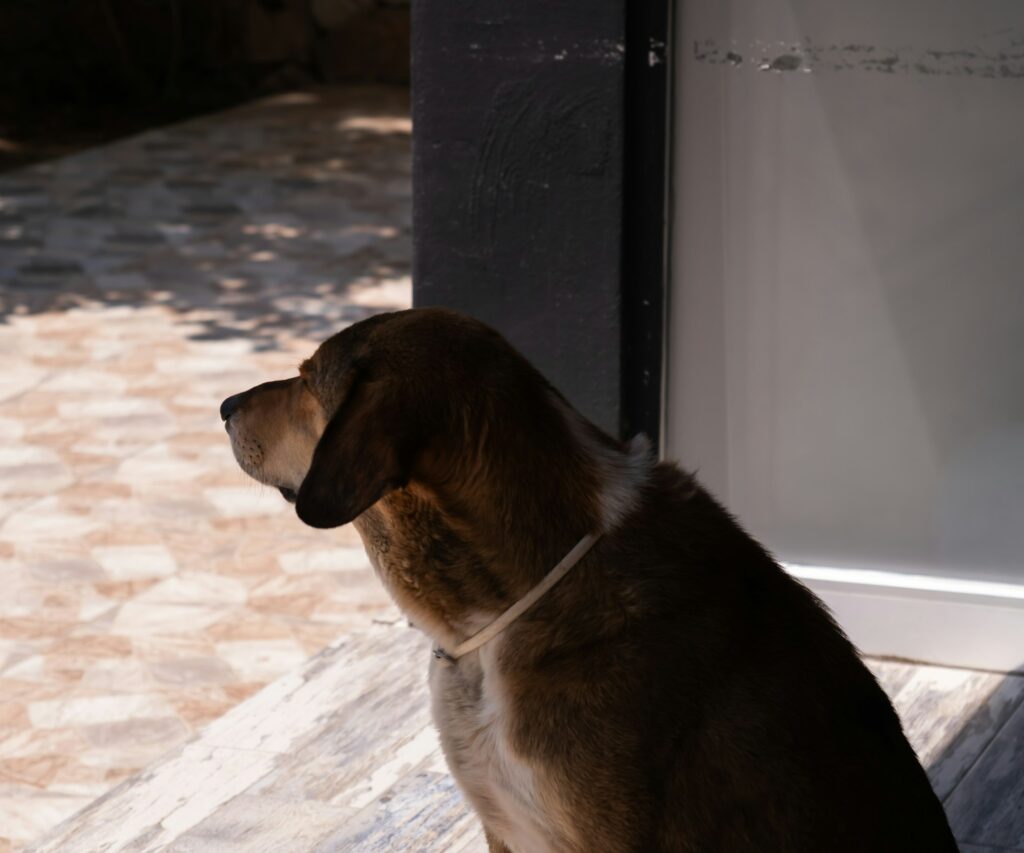 Hund, Symbolbild für die Hundebestandsaufnahme in Rhede