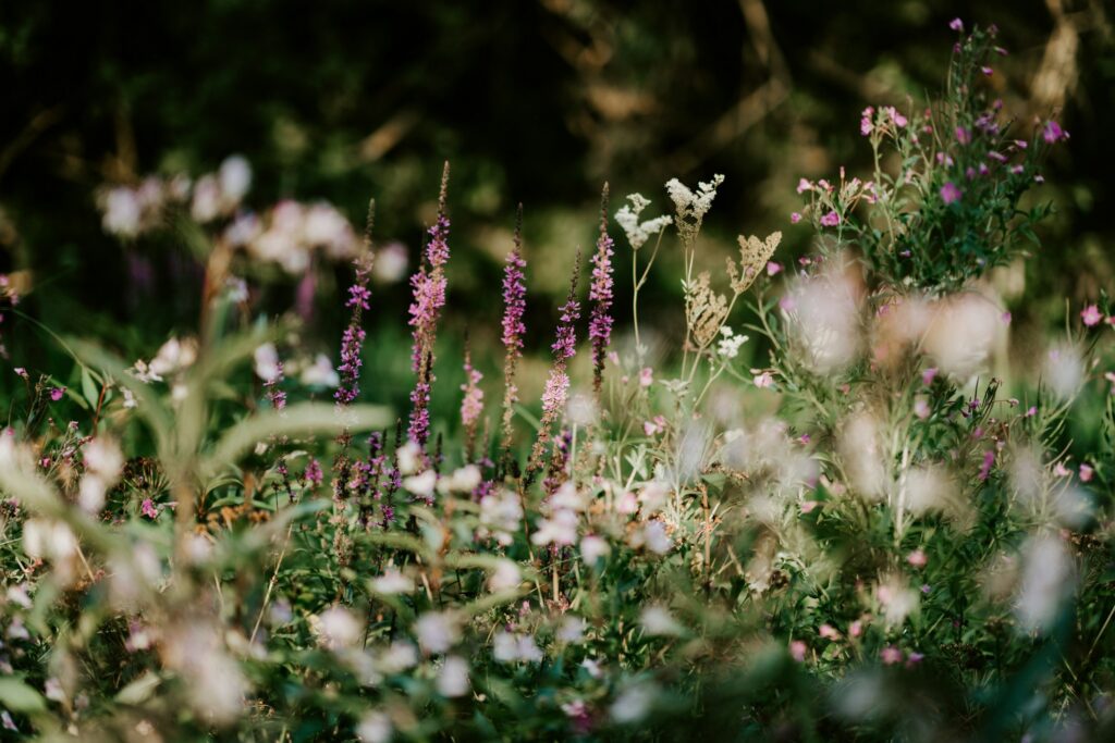 Wildblumenwiese als Symbolbild für insektenfreundliche und pflegeleichte Gartengestaltung