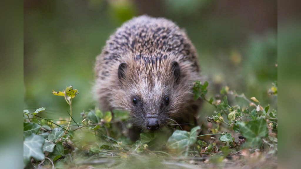 Ein Igel sucht Nahrung im Laubhaufen im Garten
