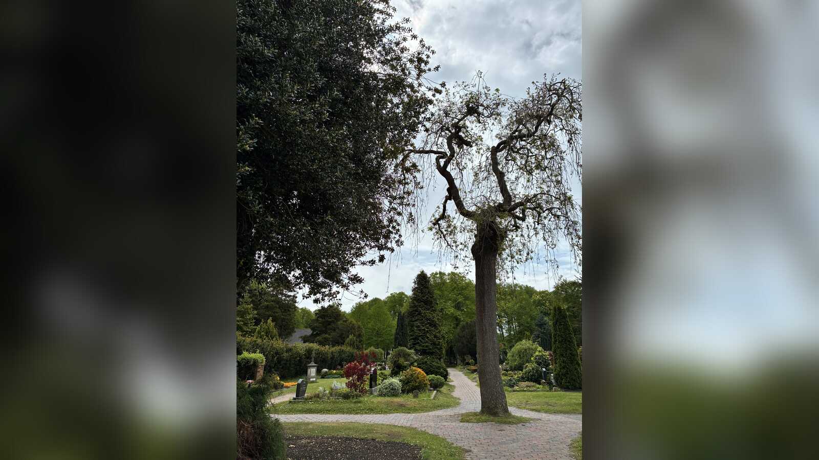 Blick über den Norder Parkfriedhof