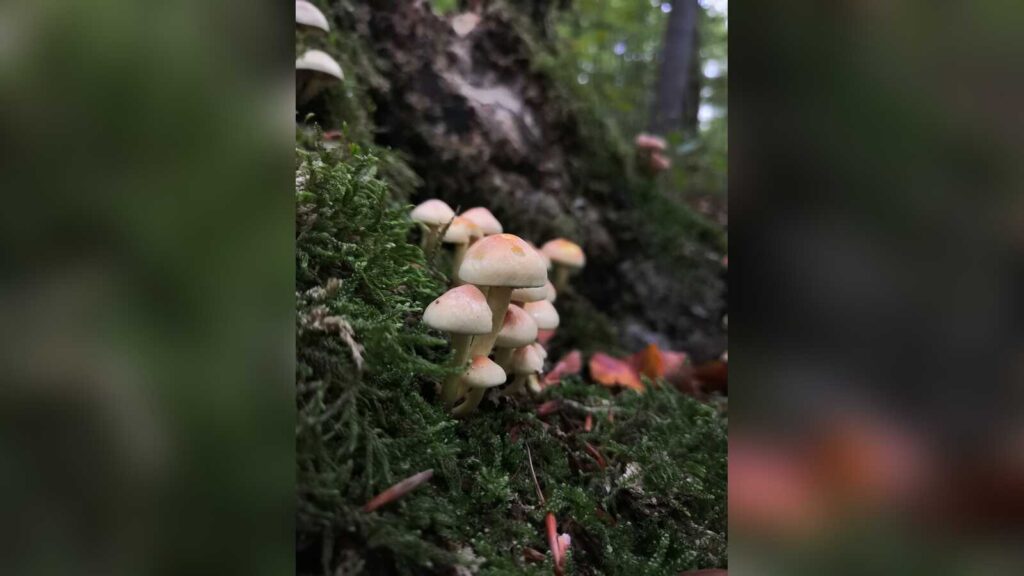 Pilze im Wald bei Bad Holzhausen