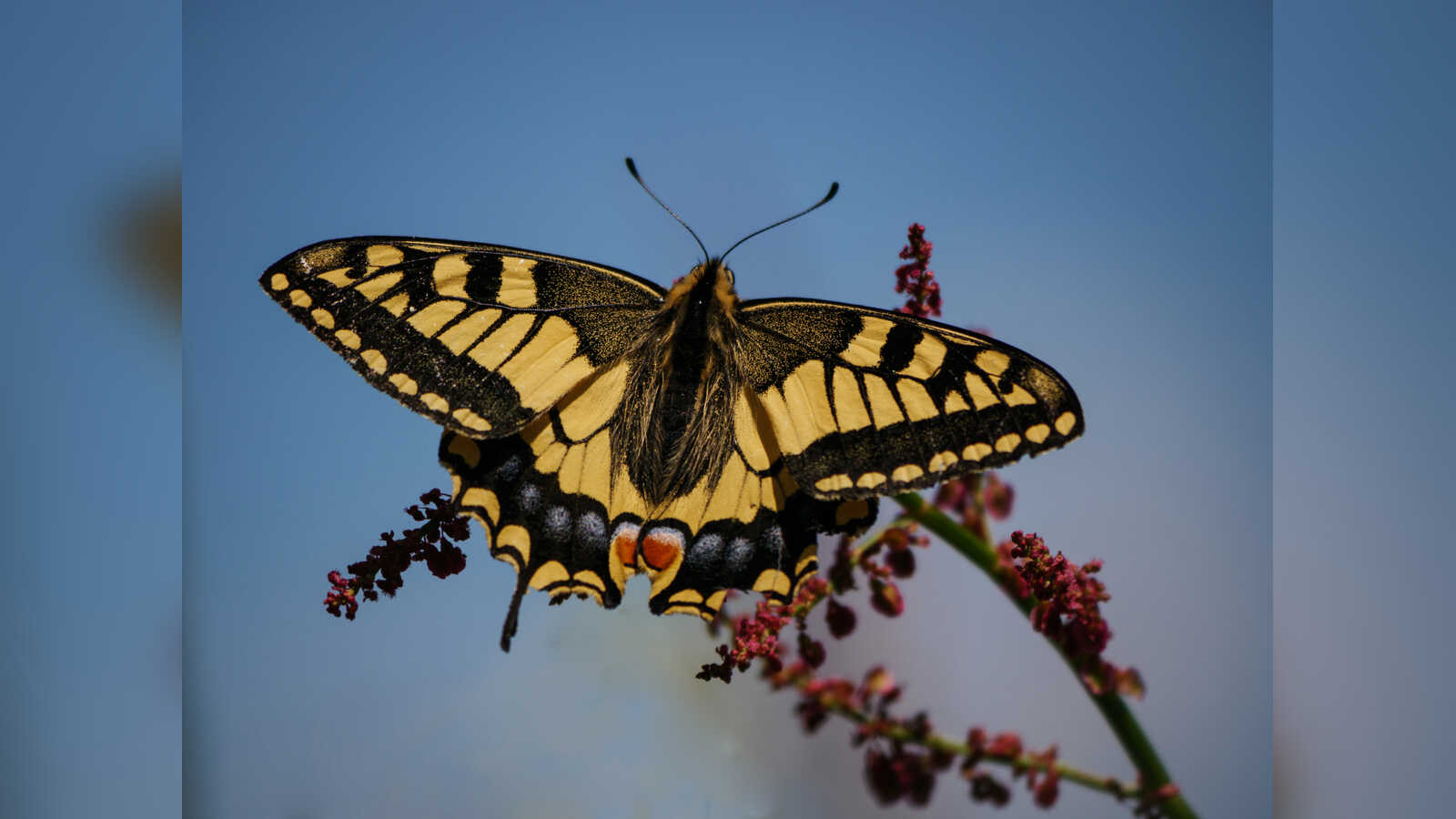 Ein Schwalbenschwanz-Schmetterling auf einer Blüte