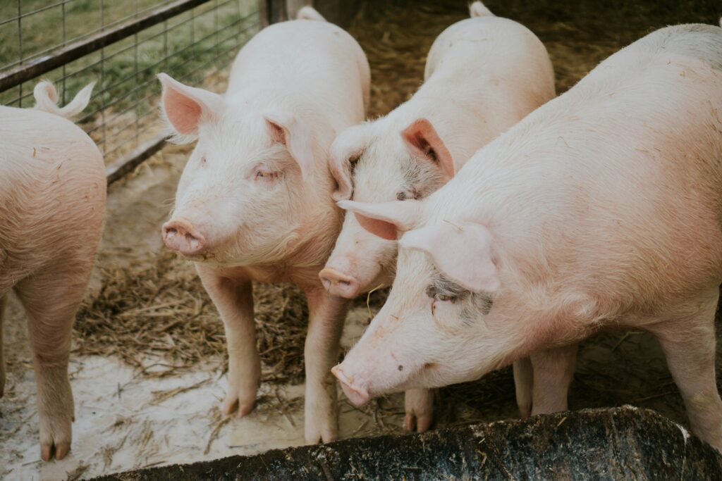 Schweine in einem Stall, Symbolbild zum Umbau der Tierhaltung
