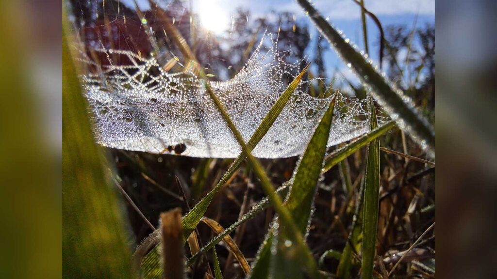 Spinnennetz im Gras