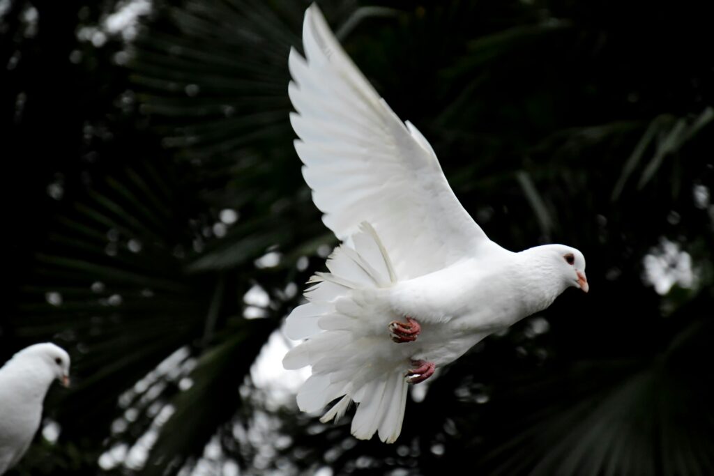 Zwei weiße Tauben fliegen vor blauem Himmel als Symbol für Frieden