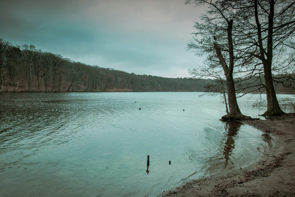 See im Wald, umgeben von Bäumen (Symbolbild)